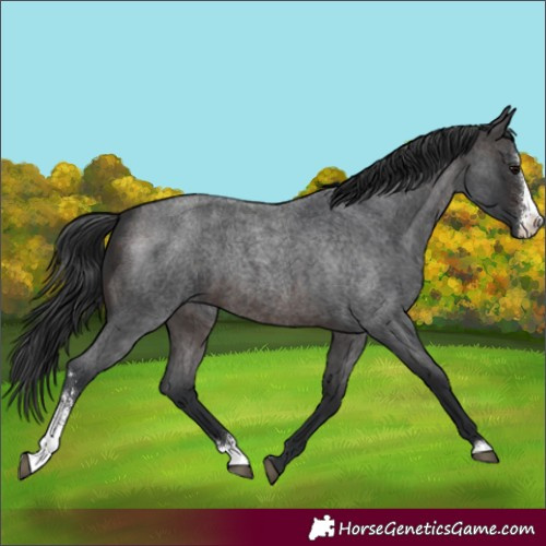 Horse Color:Brown Roan Sabino 
