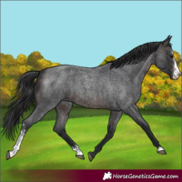 Horse Color:Brown Roan Sabino 