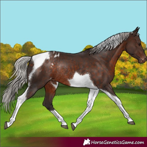 Horse Color:Silver Brown Tobiano Varnish Rabicano 