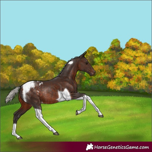 Horse Color:Silver Brown Tobiano Appaloosa Rabicano
