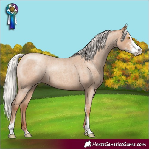 Horse Color:Silver Classic Champagne Roan Sabino Appaloosa 