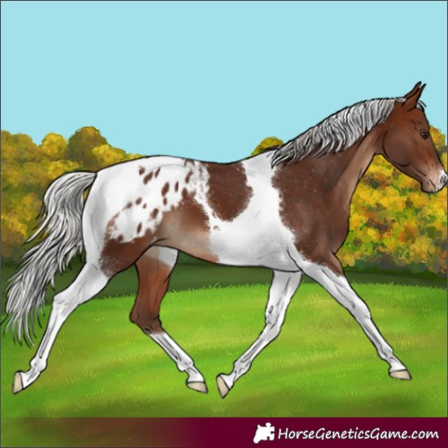Horse Color:Silver Brown Tobiano Blanket 