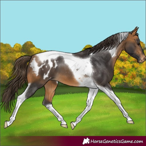 Horse Color:Buckskin Tobiano Blanket 