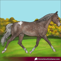 Horse Color:Silver Black Sabino Tobiano Snowcap Rabicano