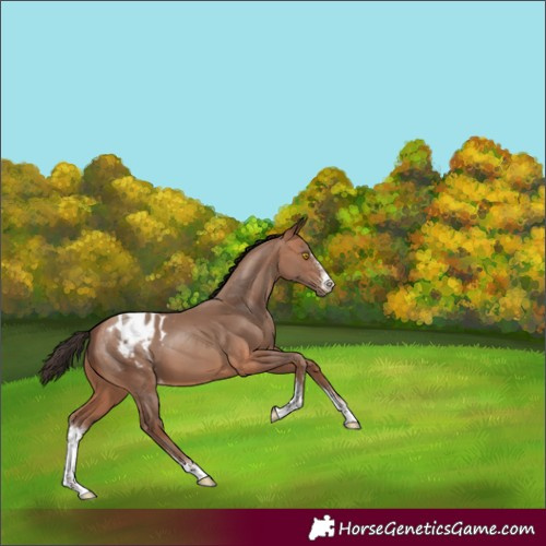 Horse Color:Sable Champagne Sabino Appaloosa 