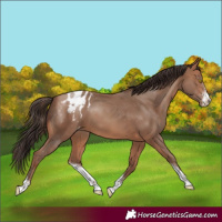 Horse Color:Sable Champagne Sabino Varnish 
