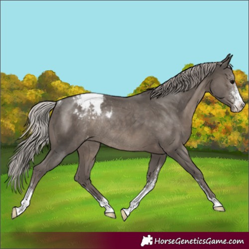 Horse Color:Silver Black Sabino Varnish Rabicano