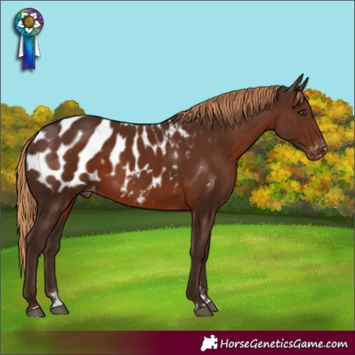 Horse Color:Liver Chestnut Appaloosa Rabicano