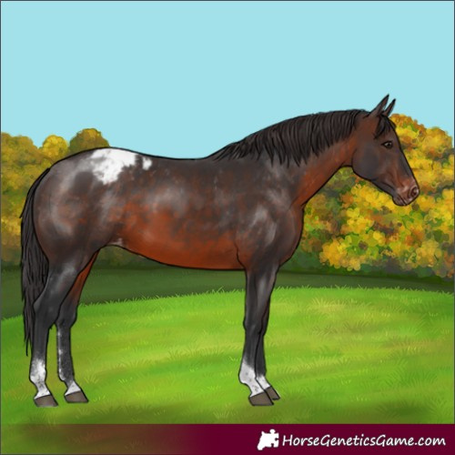 Horse Color:Brown Sabino Tobiano Appaloosa Rabicano 