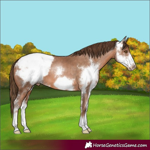 Horse Color:Brown Pearl Sabino Frame Appaloosa 