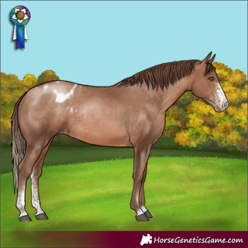 Horse Color:Brown Pearl Sabino Appaloosa Rabicano 