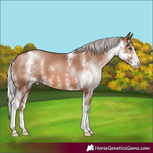Horse Color:Silver Brown Pearl Sabino