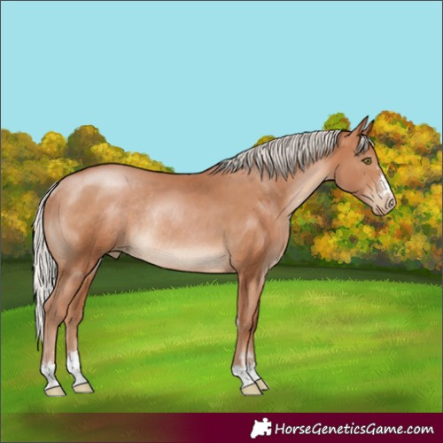 Horse Color:Silver Brown Pearl Rabicano 