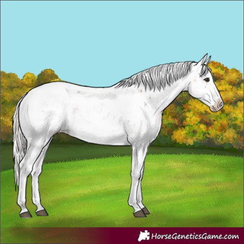 Horse Color:Silver Brown Sabino Rabicano
