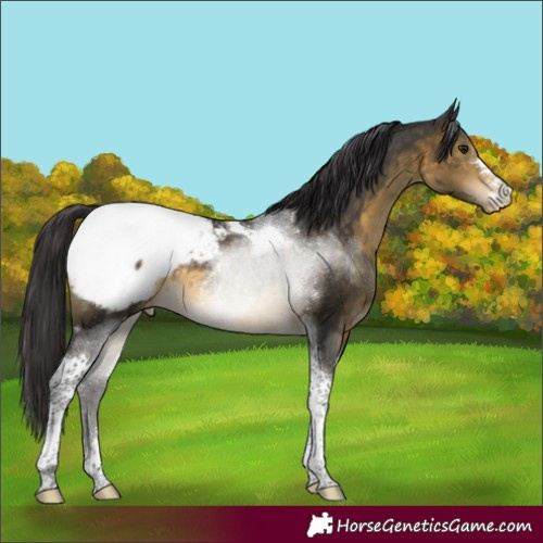 Horse Color:Buckskin Tobiano Appaloosa Rabicano