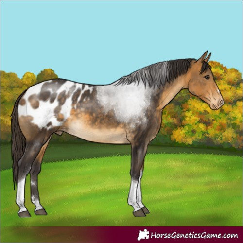 Horse Color:Buckskin Tobiano Appaloosa 