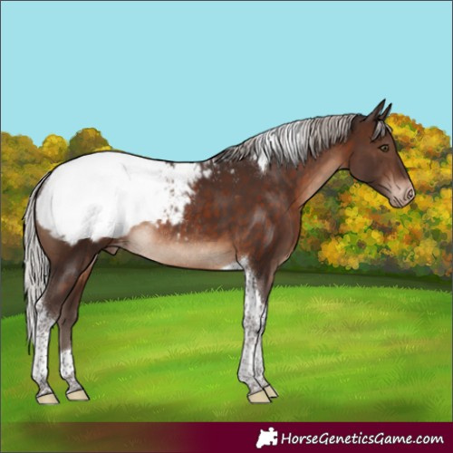 Horse Color:Silver Brown Tobiano Appaloosa Rabicano