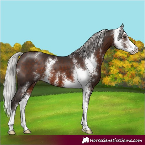 Horse Color:Silver Brown Sabino 