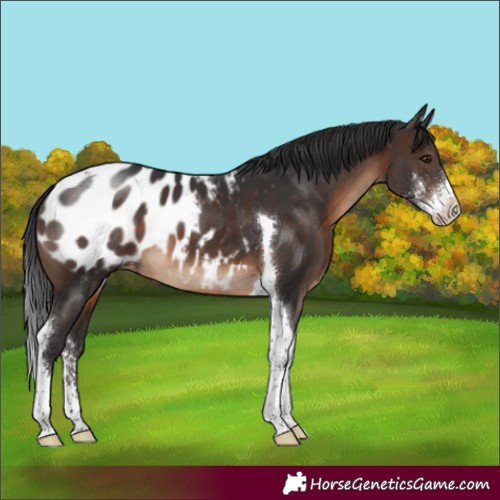 Horse Color:Brown Sabino Tobiano Appaloosa 