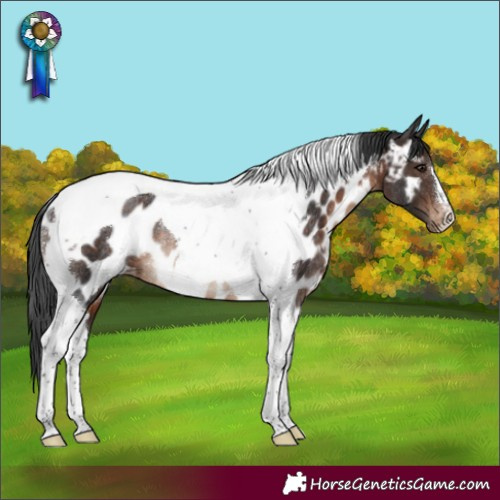 Horse Color:Brown Tobiano Appaloosa Rabicano
