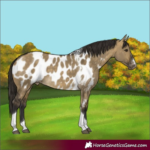 Horse Color:Buckskin Dun Tobiano Appaloosa 