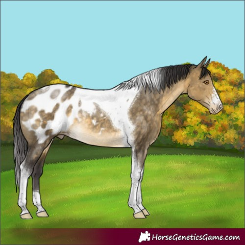 Horse Color:Buckskin Dun Tobiano Appaloosa Rabicano