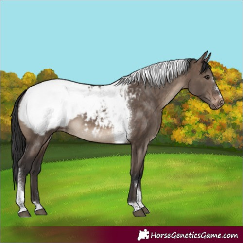 Horse Color:Brown Dun Tobiano Appaloosa