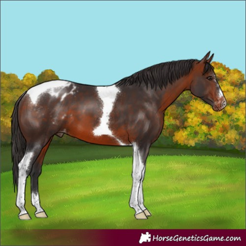 Horse Color:Bay Tobiano Appaloosa