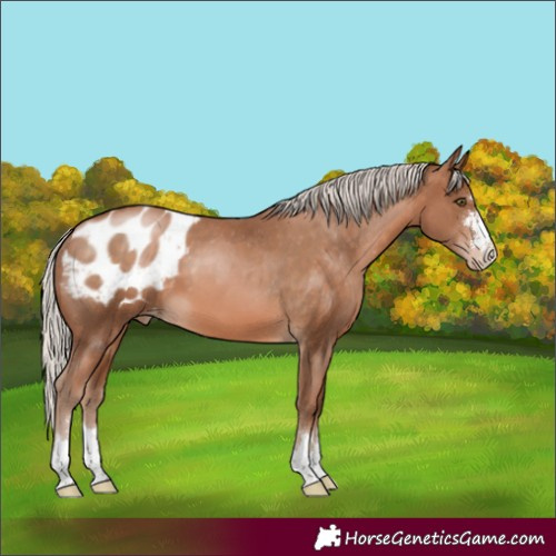Horse Color:Silver Brown Pearl Appaloosa 