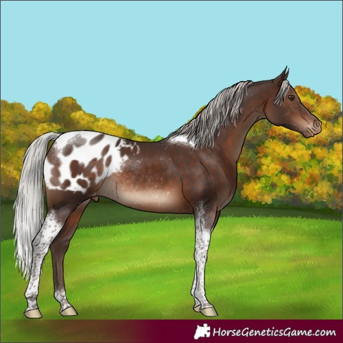 Horse Color:Silver Brown Tobiano Appaloosa Rabicano