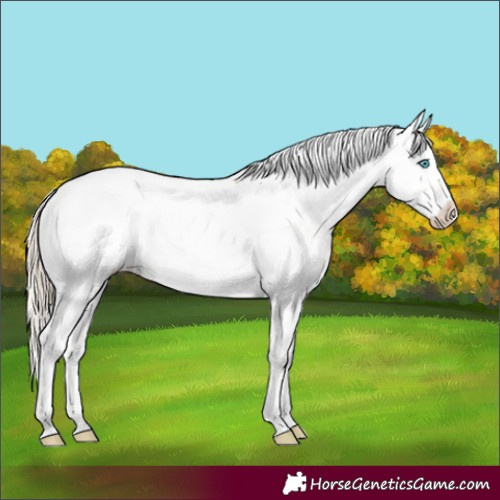 Horse Color:Perlino Sabino Appaloosa