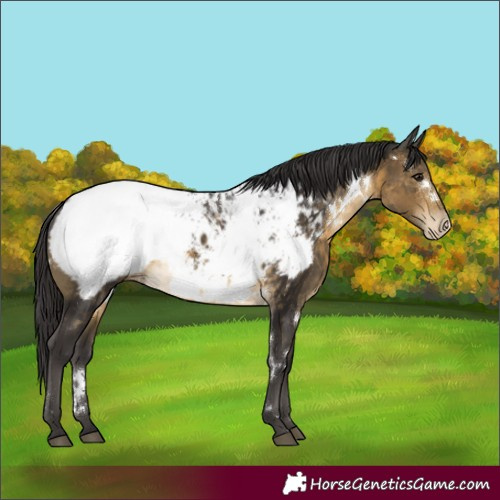 Horse Color:White Spotted Buckskin Appaloosa Rabicano