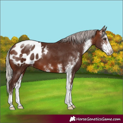 Horse Color:Silver Brown Sabino Appaloosa