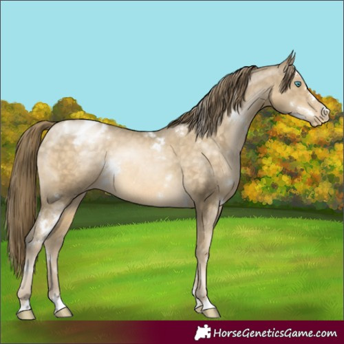 Horse Color:White Spotted Buckskin Pearl Appaloosa