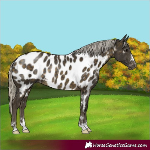 Horse Color:Silver Buckskin Appaloosa Rabicano 