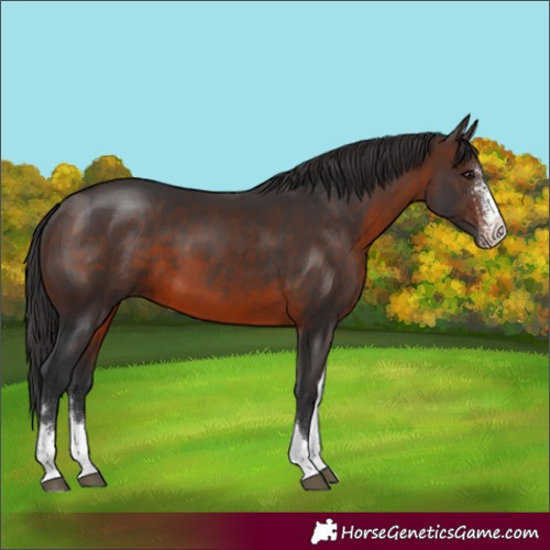 Horse Color:Brown Sabino Tobiano 
