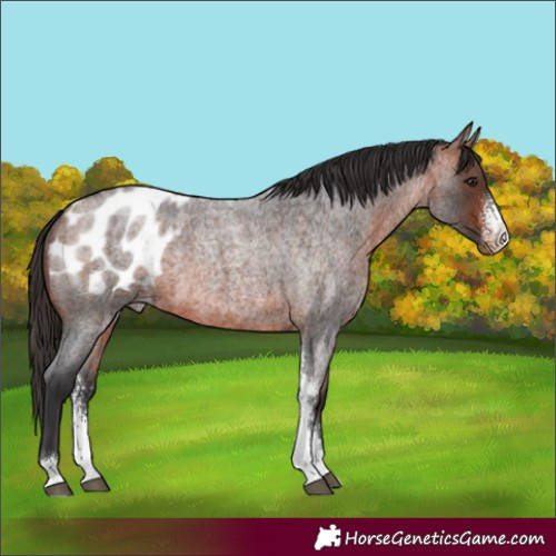 Horse Color:Bay Roan Sabino Appaloosa 
