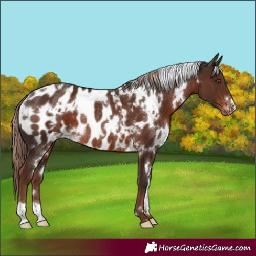Horse Color:White Spotted Liver Chestnut Appaloosa Rabicano