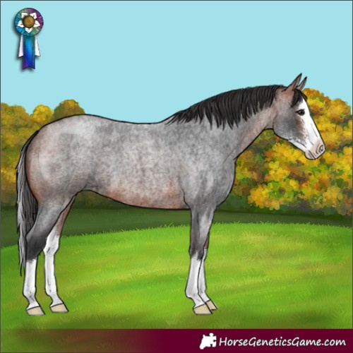 Horse Color:Bay Roan Sabino Splash 