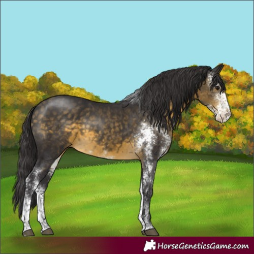 Horse Color:Buckskin Sabino 