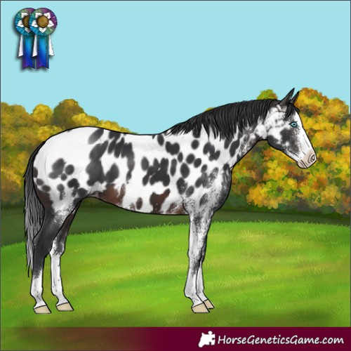 Horse Color:Brown Sabino Splash Appaloosa