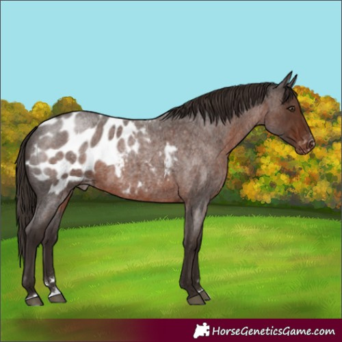 Horse Color:Liver Red Roan Appaloosa