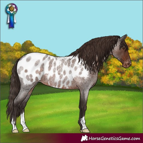 Horse Color:Liver Red Roan Appaloosa