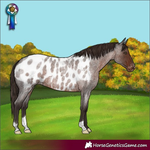 Horse Color:Liver Red Roan Blanket