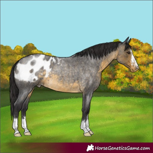 Horse Color:Buckskin Roan Appaloosa