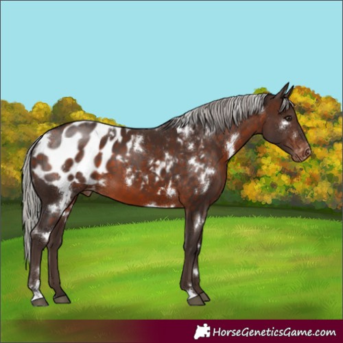 Horse Color:White Spotted Silver Brown Appaloosa 