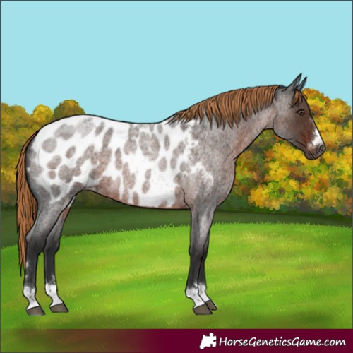 Horse Color:Gray Liver Red Roan Blanket