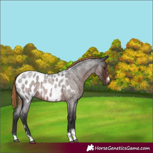 Horse Color:Gray Liver Red Roan Appaloosa 