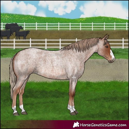 Horse Color:Red Roan