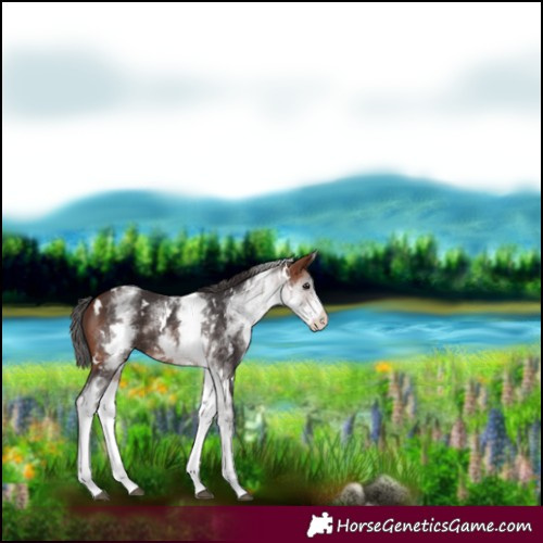 Horse Color:White Spotted Bay 